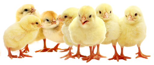 Fowl play buying chickens