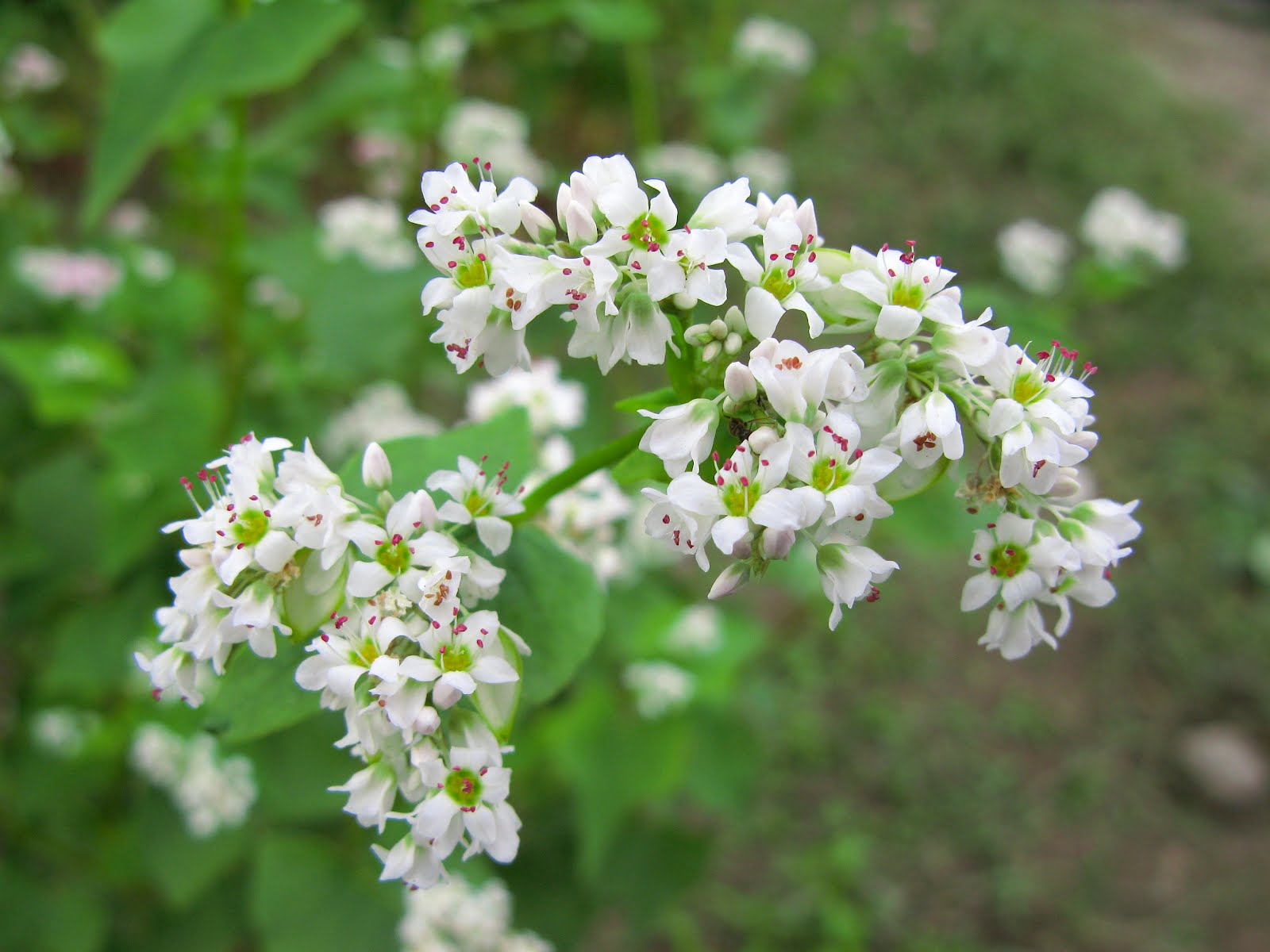 Buckwheat Flowers, Buckwheat Honey, Honeybee Creek Farms, Hilltop Haven, Hilltop Haven Farms, Shop Online, Apiary, Honey, Local Raw Honey, Honeybees, Honey Bees