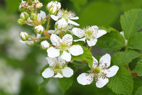Raspberry Blossoms, Raspberry Flowers, Raspberry Honey, Honeybee Creek Farms, Hilltop Haven, Hilltop Haven Farms, Shop Online, Apiary, Honey, Local Raw Honey, Honeybees, Honey Bees