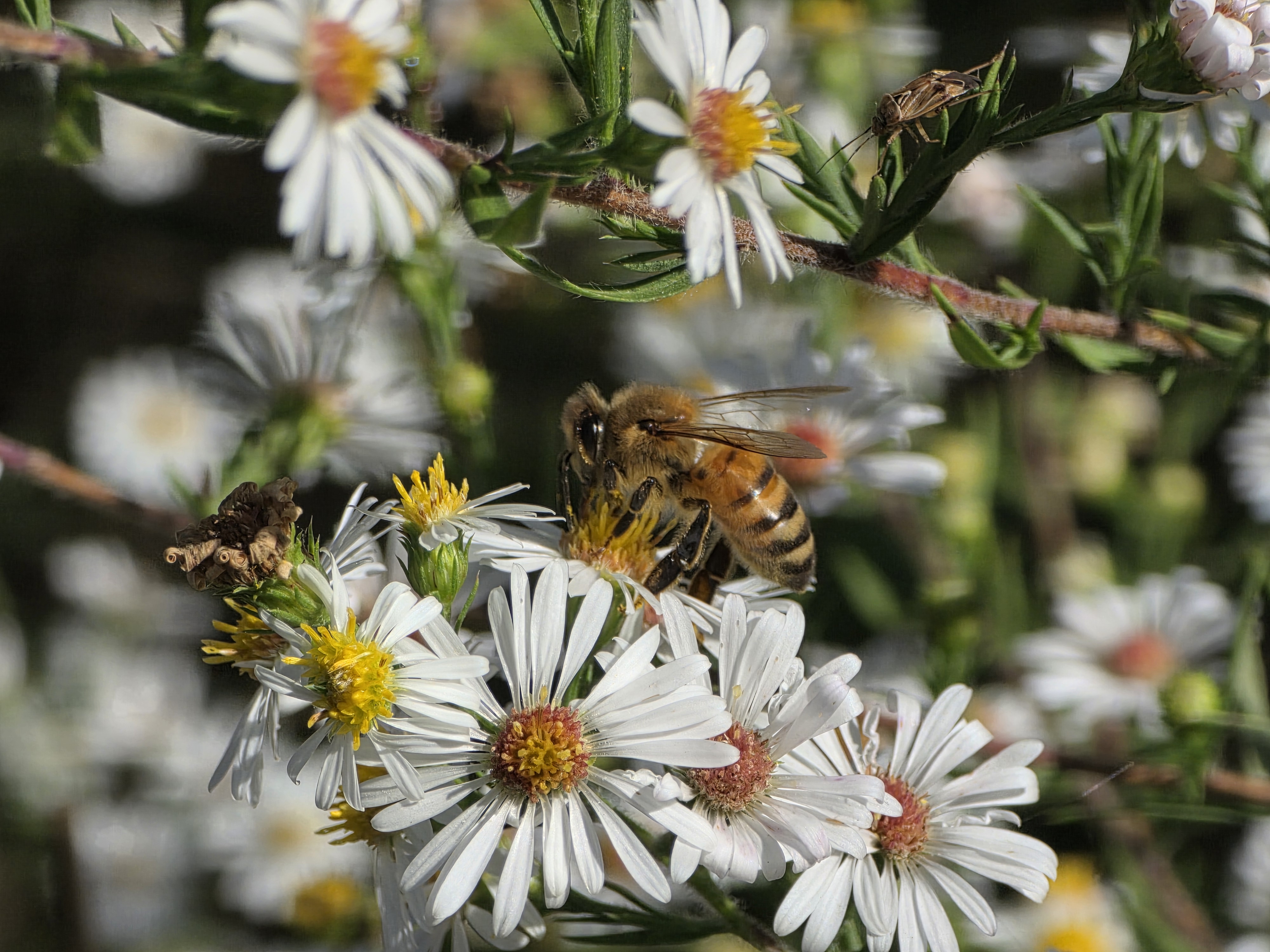 A Hilltop Haven honey bee collecting nectar.