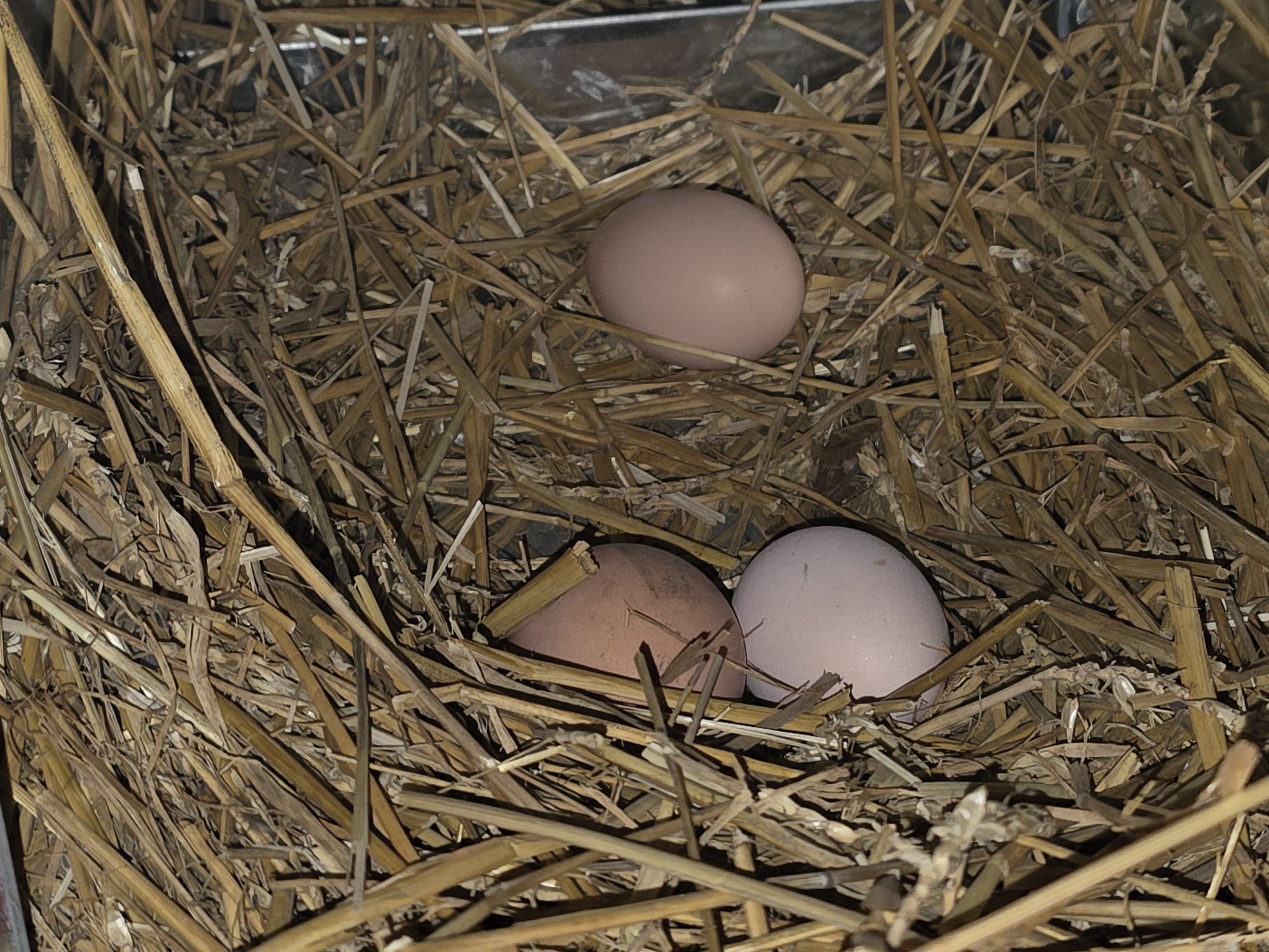 Should you wash your eggs?