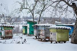 Winter Honeybees, Honey Bee Hives in Winter, Honeybees,