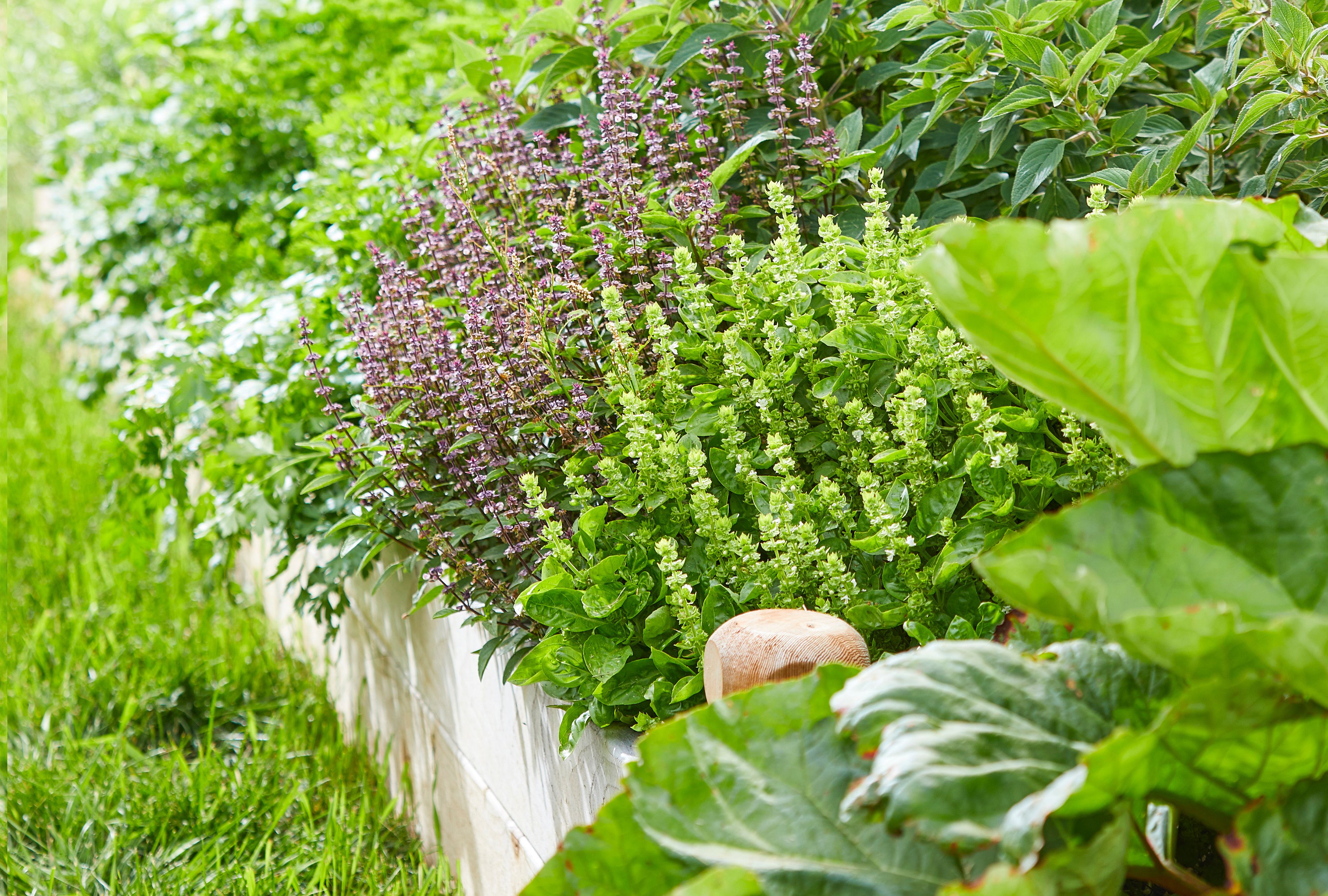 The best companion herbs for your garden